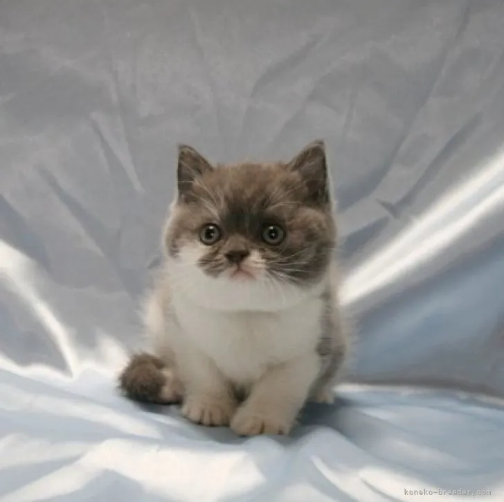 ID:2310-00673の子猫
