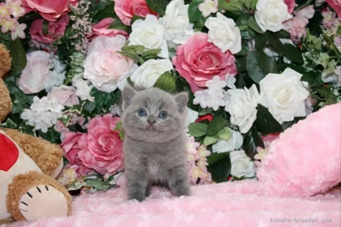 ID:1507-00464の子猫