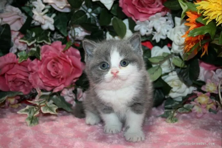 ID：2004-01614の子猫
