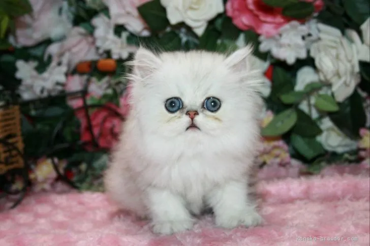 ID：1910-00037の子猫