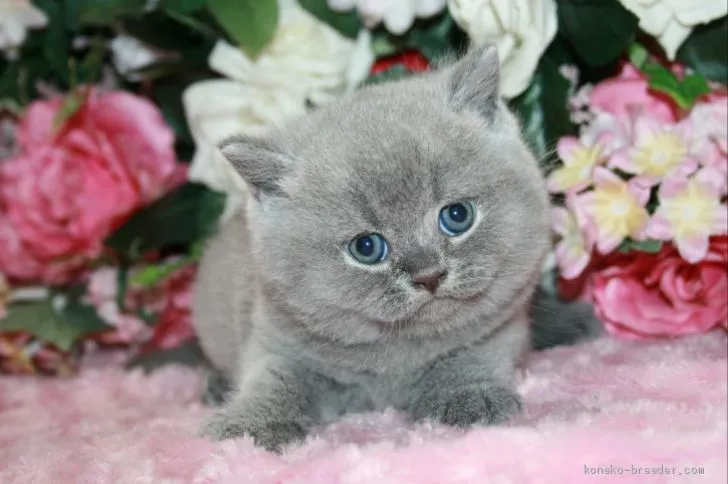 ID：1910-01790の子猫