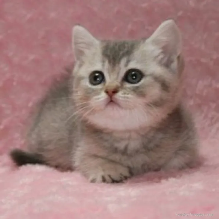 ID:2306-01879の子猫