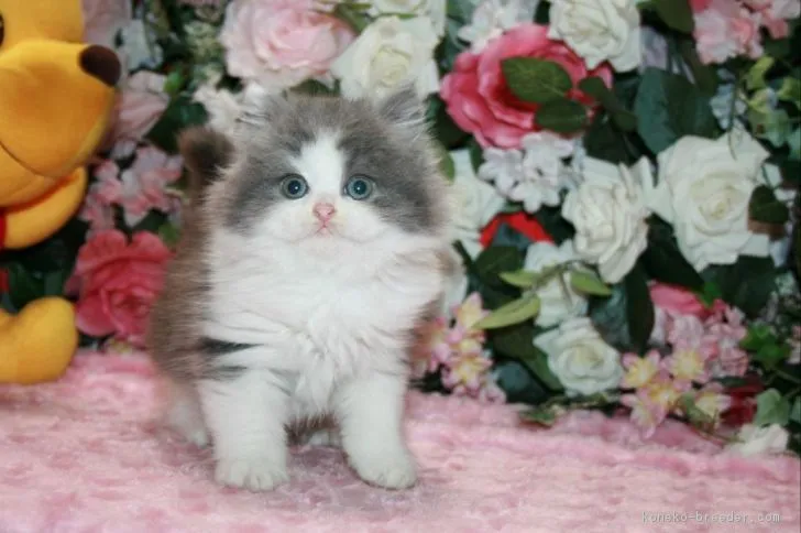 ID：1811-01102の子猫