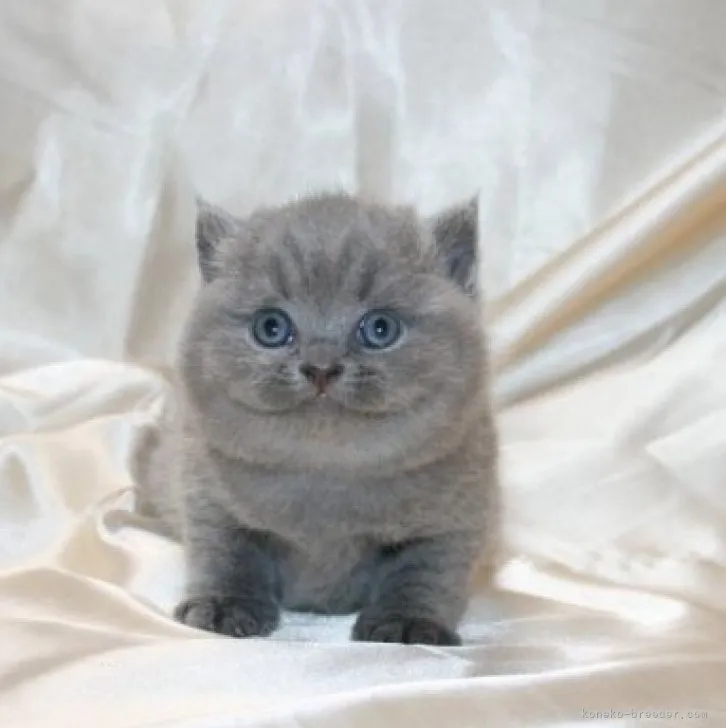 ID：2311-00941の子猫