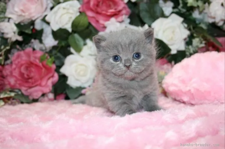 ID：1603-00289の子猫
