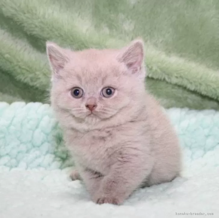 ID：2405-00177の子猫