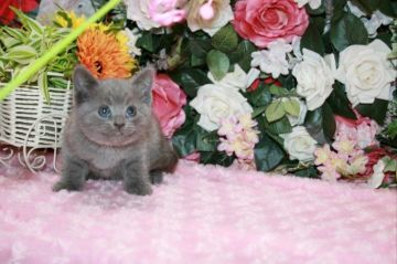 ブリティッシュショートヘア【滋賀県・男の子・2017年4月2日・ブルー】の写真「おめめクリクリ！可愛いブルーの男の子」