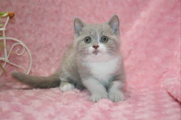 ブリティッシュショートヘア【滋賀県・男の子・2019年2月19日・フォーンホワイト】の写真「激レアカラー　ヨーロッパ外産血統　９０日間保証」