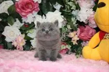 ブリティッシュショートヘア【滋賀県・男の子・2015年10月16日・ブルータビー】の写真1