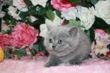 ブリティッシュショートヘア【滋賀県・女の子・2021年11月1日・ブルー】の写真2「二重あごがたまりません（＾＾）お顔もめちゃくちゃ可愛いです」