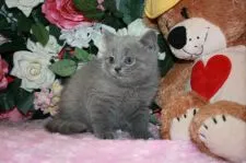 ブリティッシュショートヘア【滋賀県・女の子・2022年1月1日・ブルー】の写真2