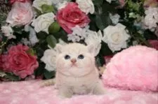 ブリティッシュショートヘア【滋賀県・男の子・2016年2月20日・クリームタビー】の写真2