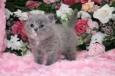 ブリティッシュショートヘア【滋賀県・女の子・2015年1月4日・ブルー&クリーム】の写真2