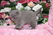 ブリティッシュショートヘア【滋賀県・女の子・2015年1月4日・ブルー&クリーム】の写真3