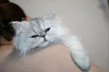 ペルシャ(チンチラ)【滋賀県・女の子・2019年9月3日・シェーデッドシルバー】の写真3「抱っこしたまま寝る事も（＾＾）」