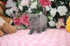 ブリティッシュショートヘア【滋賀県・男の子・2015年12月28日・ブルー】の写真3