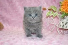 ブリティッシュショートヘア【滋賀県・男の子・2020年7月20日・ブルー(ロング)】の写真3「是非、この子に会いにお越し下さい」