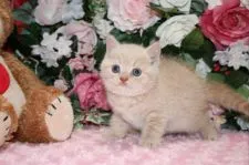 ブリティッシュショートヘア【滋賀県・男の子・2015年7月17日・クリームタビー】の写真3