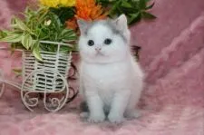 ブリティッシュショートヘア【滋賀県・男の子・2019年4月2日・ブルーホワイト】の写真3「性格はおっとり穏やかで甘えん坊です」