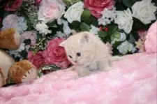 ブリティッシュショートヘア【滋賀県・男の子・2016年2月20日・クリームタビー】の写真3