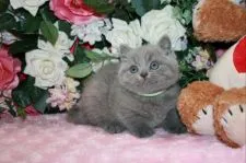 ブリティッシュショートヘア【滋賀県・男の子・2022年1月1日・ブルー】の写真3「成長が楽しみです」