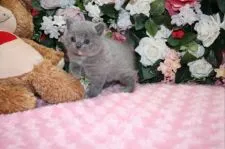 ブリティッシュショートヘア【滋賀県・女の子・2015年12月28日・ブルークリーム】の写真4