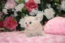 ブリティッシュショートヘア【滋賀県・男の子・2016年2月20日・クリームタビー】の写真4