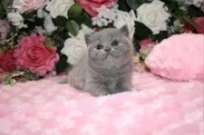 ブリティッシュショートヘア【滋賀県・女の子・2016年2月20日・ブルー】の写真4