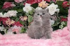 ブリティッシュショートヘア【滋賀県・女の子・2015年1月4日・ブルー&クリーム】の写真4