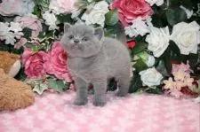 ブリティッシュショートヘア【滋賀県・男の子・2015年12月28日・ブルー】の写真4