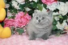 ブリティッシュショートヘア【滋賀県・女の子・2021年11月1日・ブルー】の写真4「ブリティッシュらしいガッシリ体形で太く短い四股」