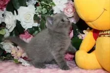 ブリティッシュショートヘア【滋賀県・女の子・2017年4月2日・ブルー】の写真5