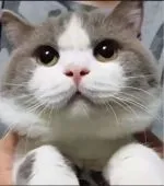 ブリティッシュショートヘア【滋賀県・女の子・2021年11月1日・ブルー】の写真5「お父さん　ベンチュ君」