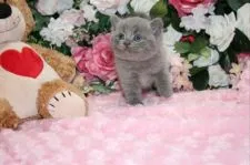 ブリティッシュショートヘア【滋賀県・男の子・2015年6月18日・ブルー】の写真5