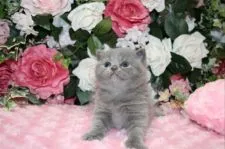 ブリティッシュショートヘア【滋賀県・女の子・2016年2月20日・ブルー】の写真5