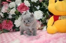 ブリティッシュショートヘア【滋賀県・女の子・2015年12月28日・ブルークリーム】の写真5