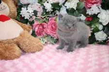 ブリティッシュショートヘア【滋賀県・男の子・2015年12月28日・ブルー】の写真5