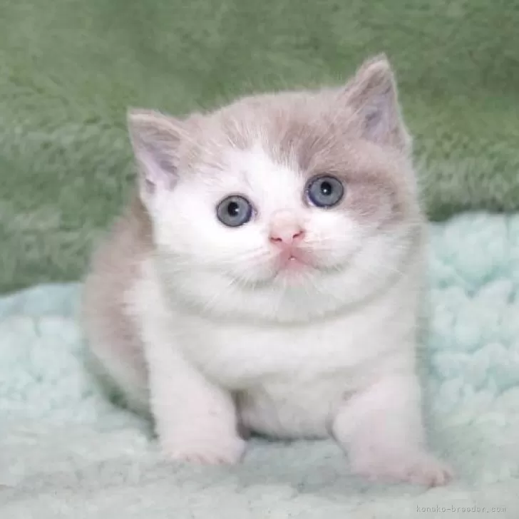 I.S 様のお迎えした子猫
