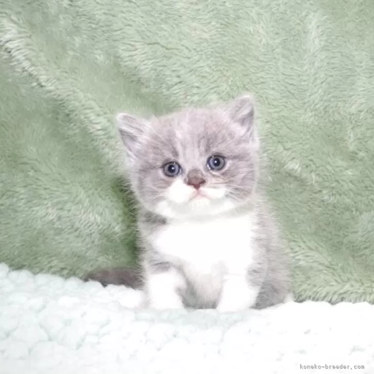 J.S 様のお迎えした子猫