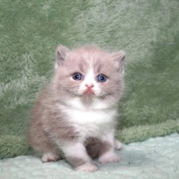 ブリティッシュショートヘア【滋賀県・男の子・2025年9月30日・ライラックホワイト】の写真「両親外産血統」