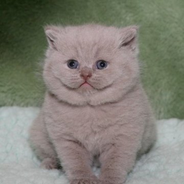 ブリティッシュショートヘア【滋賀県・男の子・2025年2月15日・ライラック】の写真「希少な淡いライラック　両親外産血統」