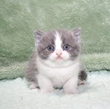 ブリティッシュショートヘア【滋賀県・女の子・2025年9月30日・ブルーホワイト】の写真「両親外産血統」