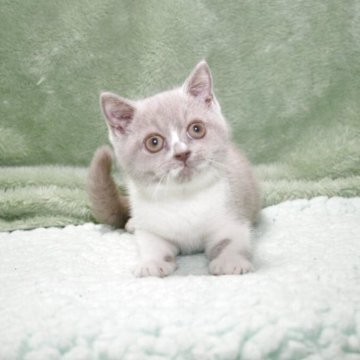 ブリティッシュショートヘア【滋賀県・女の子・2025年7月24日・ライラックホワイト】の写真「両親外産血統」