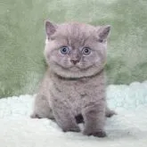 ブリティッシュショートヘア