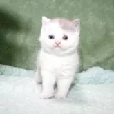 ブリティッシュショートヘア