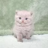 ブリティッシュショートヘア