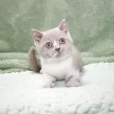 ブリティッシュショートヘア