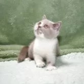 ブリティッシュショートヘア【滋賀県・女の子・2025年7月24日・ライラックホワイト】の写真2「淡いライラックは、まるでミルクティーの様な可愛いカラーです」