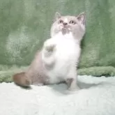 ブリティッシュショートヘア【滋賀県・女の子・2025年7月24日・ライラックホワイト】の写真4「２回目のワクチン接種、健康診断済ませてあります」