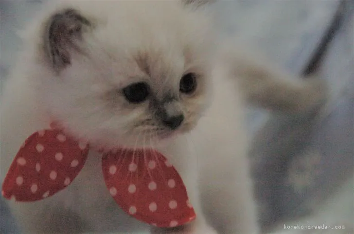 ID：1807-01675の子猫